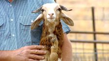 S1 E12: RSPCA Animal Rescue