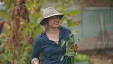 S31 E18: Gardening Australia