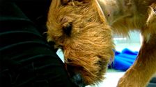 S4 E9: RSPCA Animal Rescue