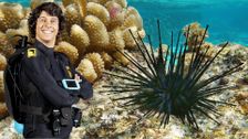 S2 E15: Andy and the Sea Urchins
