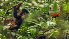 S1 E13: Andy and the Chimpanzees