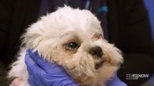 S2 E8: For the Love of Pets