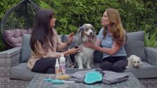 S10 E2: Pooches at Play