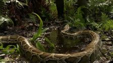 S2 E1: Skunk Ape Alley