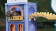 S1 E23: Puppy Help
