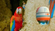 S1 E10: Andy and the Scarlet Macaws