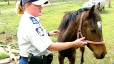 S4 E10: RSPCA Animal Rescue