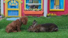 S2 E38: A Tour for Aunt Chiffon
