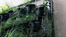 S28 E10: Vertical Gardens, Native Plants Of Mt Penang & Hot Compost