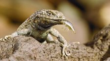 S1 E8: Andy and the Swollen-Nosed Side-Blotched Lizard