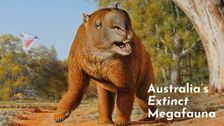 Australia's Extinct Megafauna