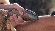 S2 E3: Big Biting Lizards