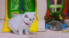 S1 E31: Mayor Mittens