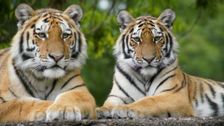 S18 E1: Animal Park