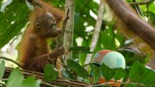 S1 E6: Andy and the Orangutans
