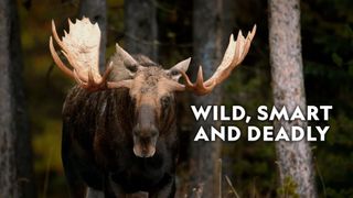 Wild, Smart and Deadly
