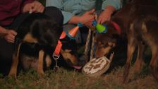 S1 E2: Dogs Behaving (Very) Badly Australia