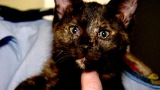 S4 E8: RSPCA Animal Rescue