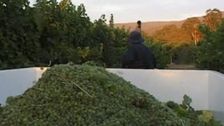 S2 E12: Wine Lovers' Guide to Australia