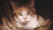 S2 E10: RSPCA Animal Rescue