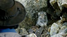 S1 E7: Andy and the Pallas's Cats