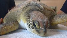 S2 E5: Animal Tales