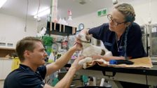 S1 E7: For the Love of Pets