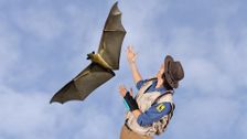 S1 E38: Andy and The Flying Fox