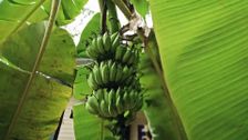 S376 E3: Rainforest Rangers: Plants of the Rainforest
