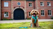 S1 E3: The Dog Academy