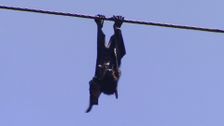 S2 E8: RSPCA Animal Rescue