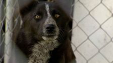 S2 E15: RSPCA Animal Rescue