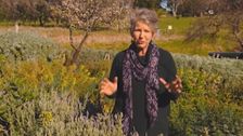 S31 E28: Gardening Australia