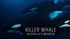Killer Whale: Australia's Megapod