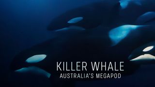 Killer Whale: Australia's Megapod
