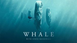 Whale with Steve Backshall