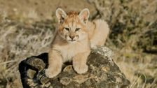 S3 E3: Baby Animal Missions: Andy and the Puma Cubs