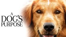 A Dog's Purpose