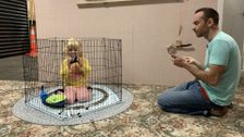 S1 E13: The Sibling Distractor