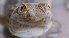 S1 E5: Animal Tales