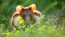 S1 E6: Andy and the European Hamster