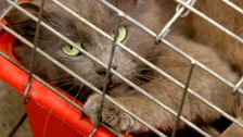 S4 E3: RSPCA Animal Rescue