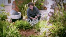 S31 E30: Gardening Australia