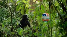 S2 E11: Andy and the Mountain Gorillas