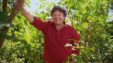 S37 E12: Autumn: Rare Fruit Collection & Beverly Kills
