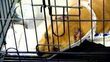 S3 E17: RSPCA Animal Rescue