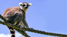 S21 E7: Animal Park