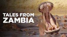 Tales From Zambia