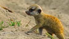 S3 E1: Baby Animal Missions: Andy and the Meerkat Pups