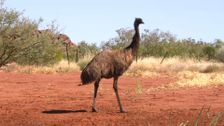 S1 E4: Emu